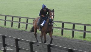 育成時代のヤマニンモンスーン