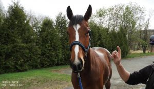 育成時代のヤマニンモンスーン