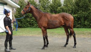 育成時代のヤマニンモンスーン