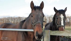 ヤマニンティアモとヤマニンアストレア