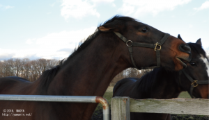 威嚇するヤマニンティアモ