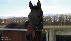 すまし顔のヤマニンティアモ