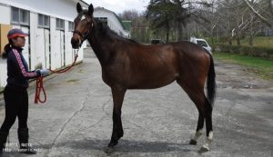 育成時代のヤマニンスリジエ