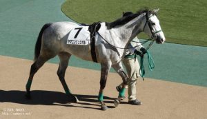 ４歳上500万下・ヤマニンリュシオル