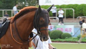 外房ステークスのヤマニンレジスタ