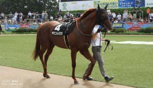 外房ステークスのヤマニンレジスタ