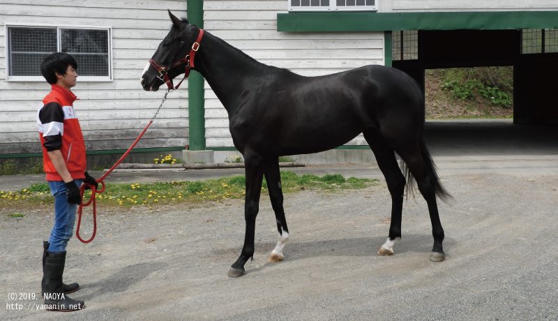 CRステーブル時代のヤマニンティエルナ