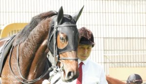 りんどう賞・ヤマニンエルモサ