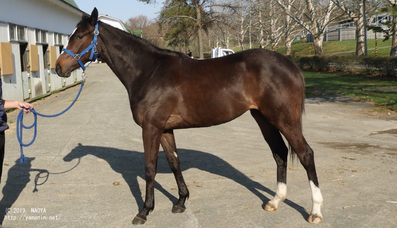 育成時代のマイラニ