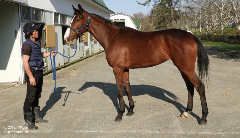 育成時代のルアオレ