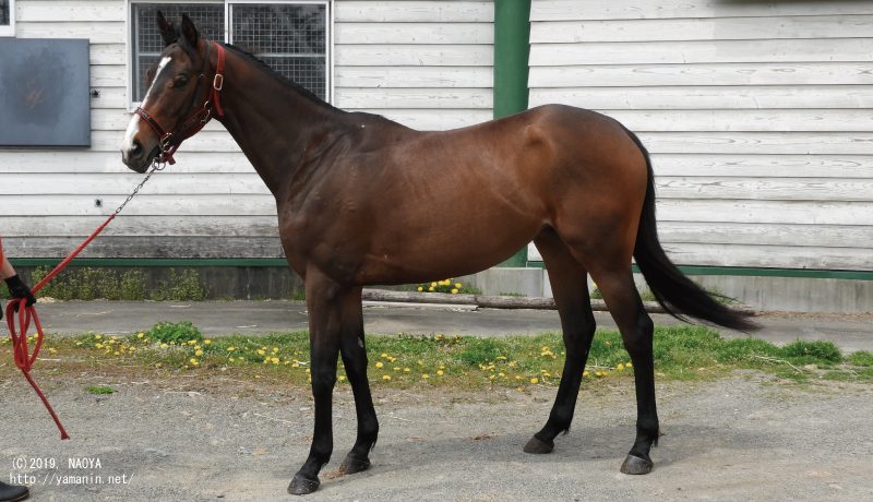 育成時代のヤマニンプティパ