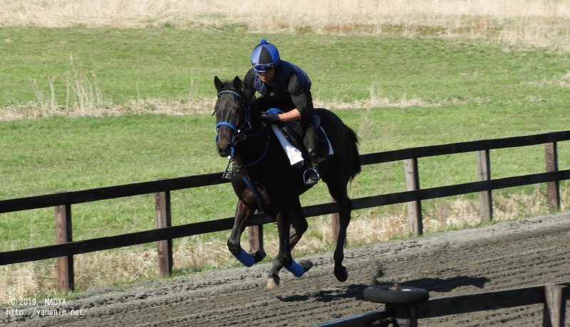 育成時代のヤマニンガラッシア