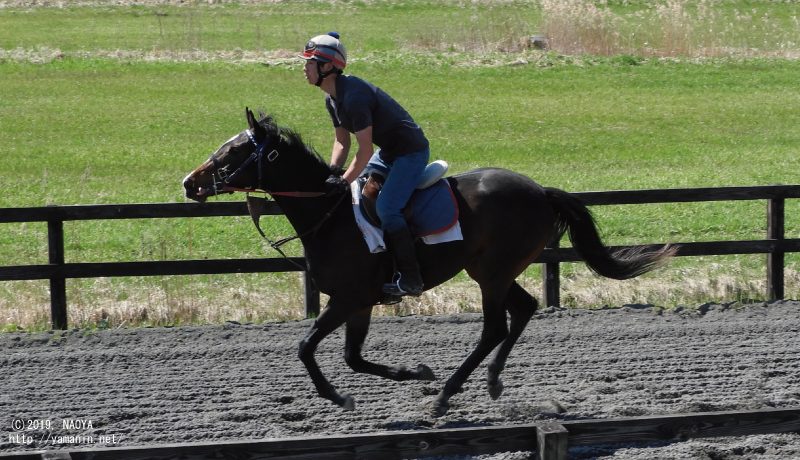 育成時代のヤマニンスープル