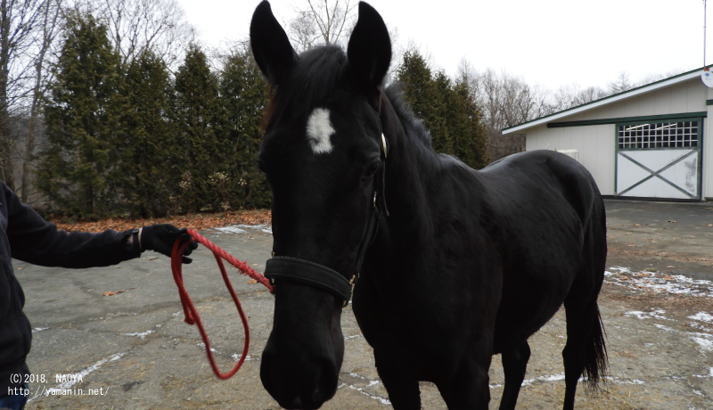 １歳時のヤマニンゲフィオン