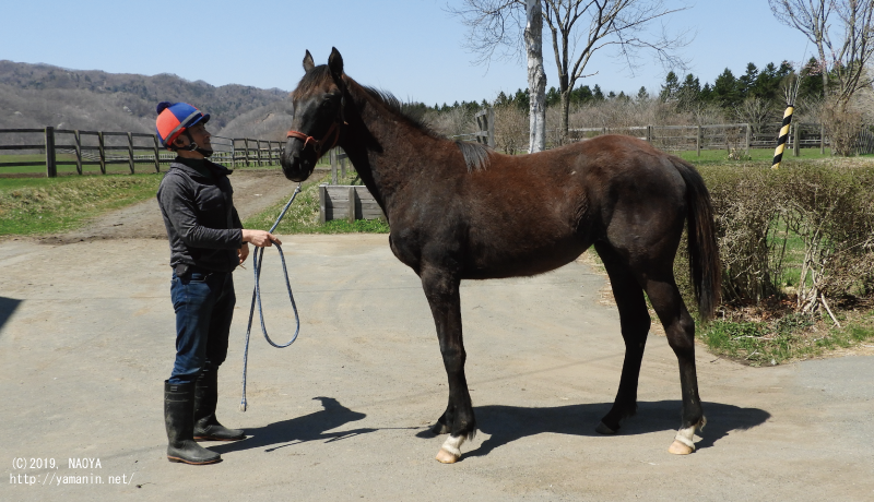 １歳時のヤマニンデンファレ