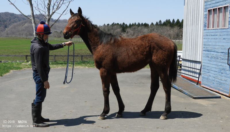 １歳時のヤマニンドラセナ