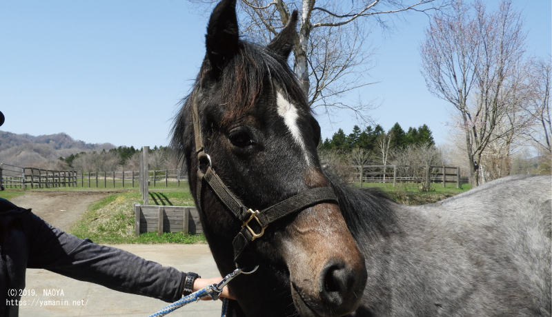 1歳時のヤマニンサンパ