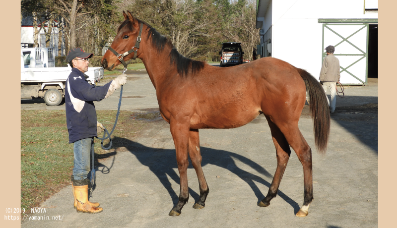 1歳時のヤマニンサイファー