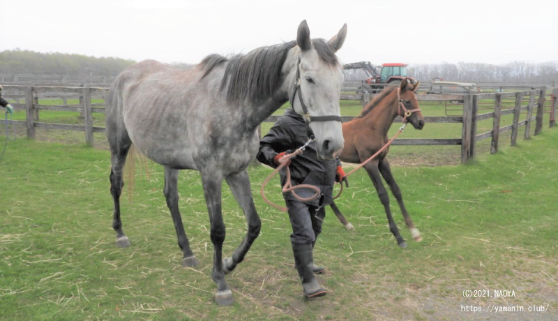 ヤマニンアドーレと当歳時のヤマニンデンファレ