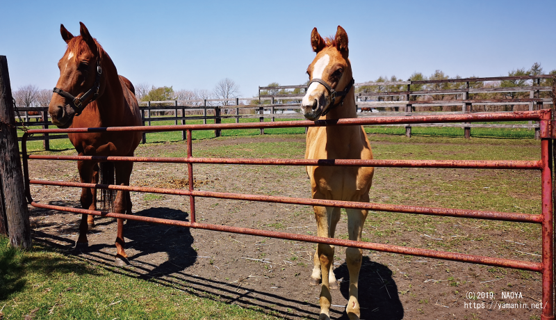 当歳時のヤマニンモノポリー(と母プチガトー)