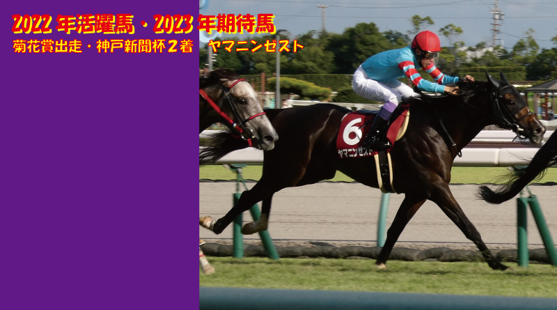 2022年活躍馬・2023年期待馬