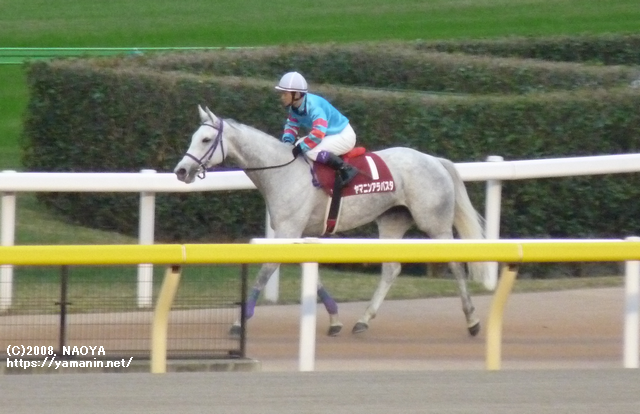 アルゼンチン共和国杯・レース後のヤマニンアラバスタ