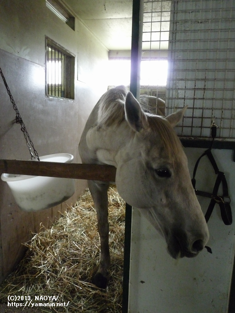 2013年 厩舎内のヤマニンアラバスタ