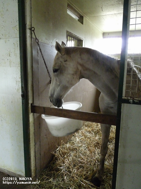 2013年 厩舎内のヤマニンアラバスタ