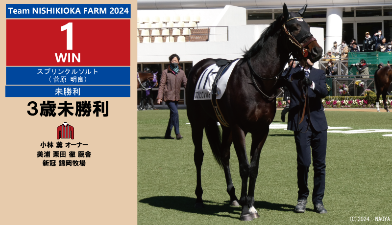 錦岡牧場生産馬2024年1勝目・スプリンクルソルト