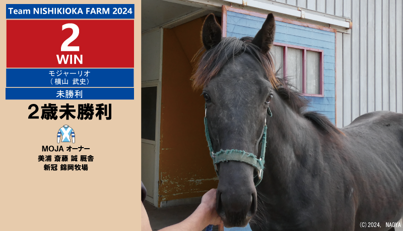 錦岡牧場生産馬2024年2勝目・モジャーリオ