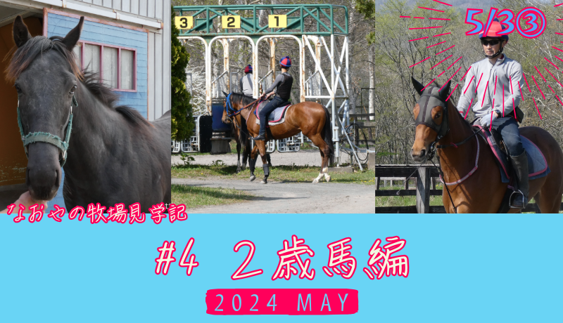 なおやの牧場見学記2024#4・2歳馬編