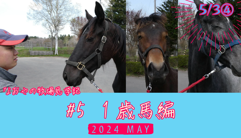 なおやの牧場見学記2024#5・1歳馬編