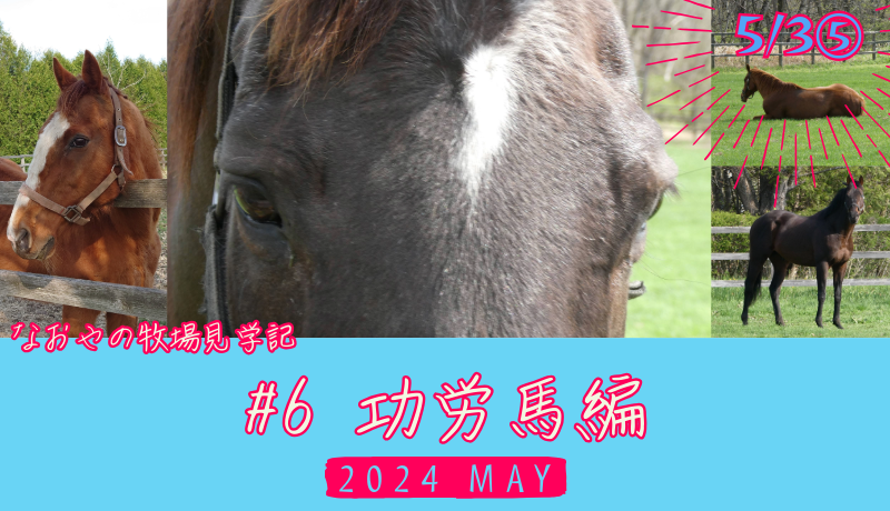 なおやの牧場見学記2024#6・功労馬編
