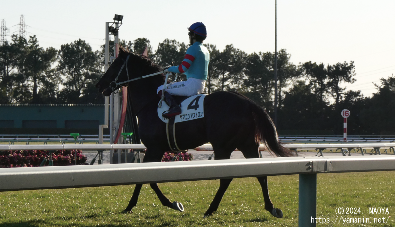 自己条件戦・本馬場入場するヤマニンアストロン