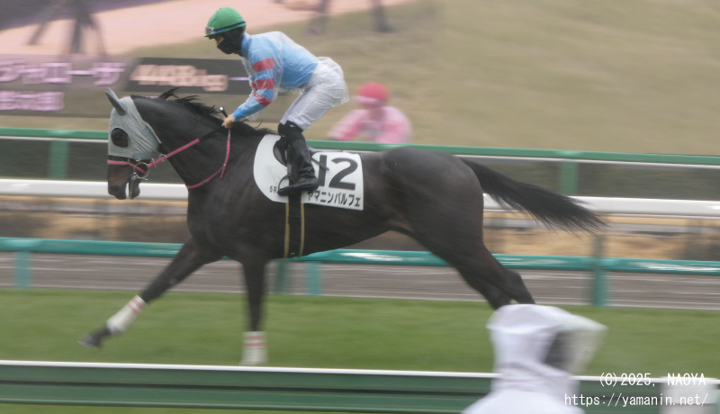 3歳未勝利・本馬場に入場するヤマニンパルフェ