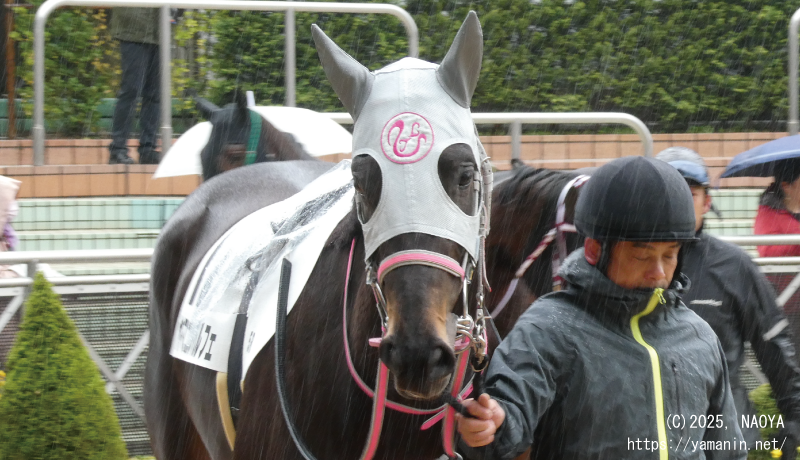 3歳未勝利・パドックのヤマニンパルフェ