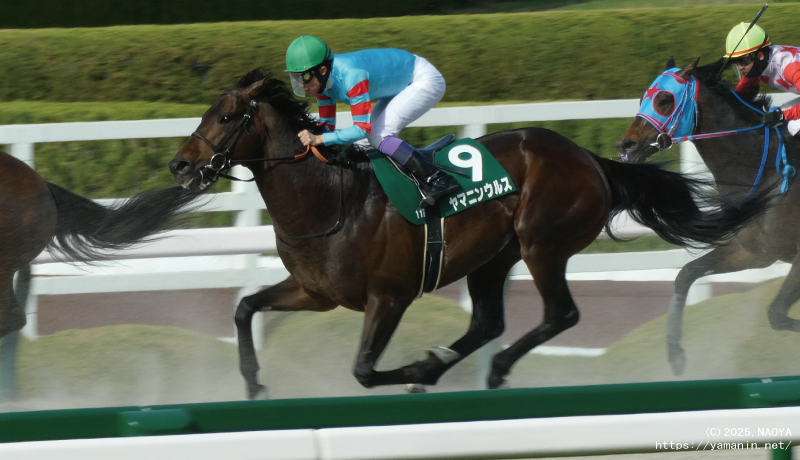 アンタレスステークス・ゴールに向かうヤマニンウルス