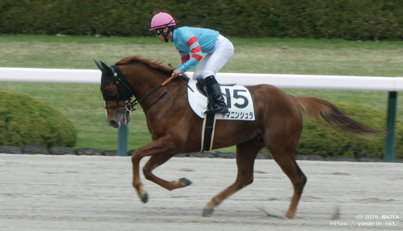 自己条件戦・本馬場に入るヤマニンシュラ