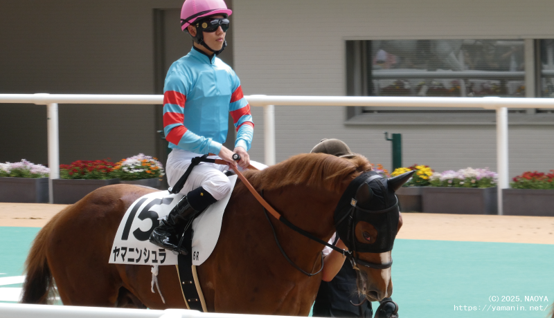 自己条件戦・パドックのヤマニンシュラ
