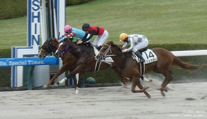 自己条件戦・決勝線のヤマニンシュラ