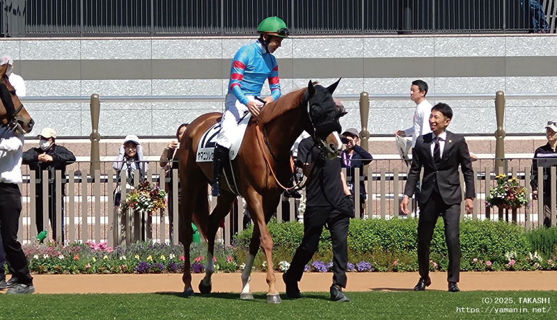 3歳未勝利・ヤマニンレセディ