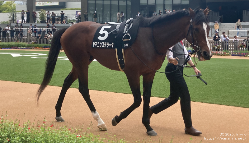 鴨川特別・パドックのヤマニンステラータ