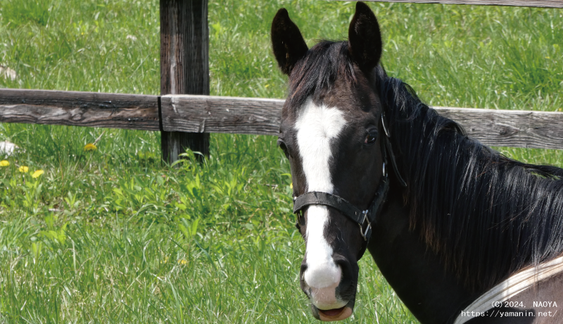 1歳時のヤマニンアレシス