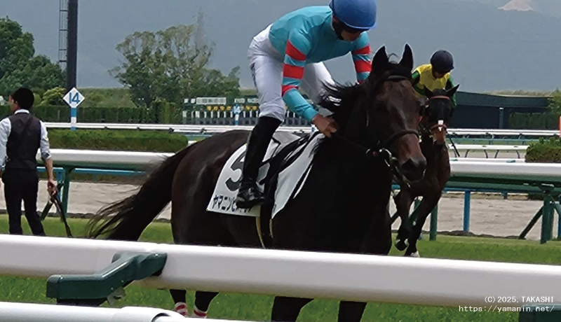 3歳未勝利・本馬場に入るヤマニンヒストリア