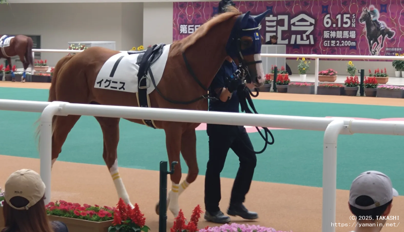 障害未勝利・パドックのイグニス