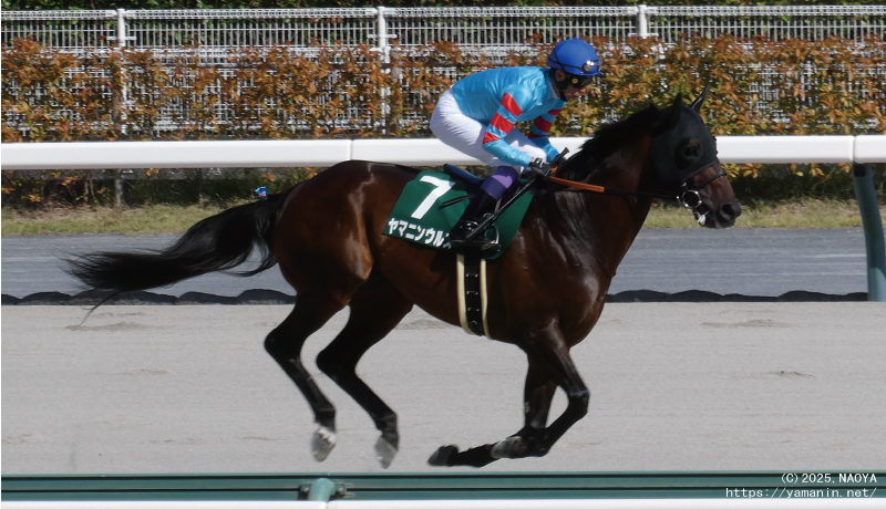東海ステークス・本馬場入場するヤマニンウルス