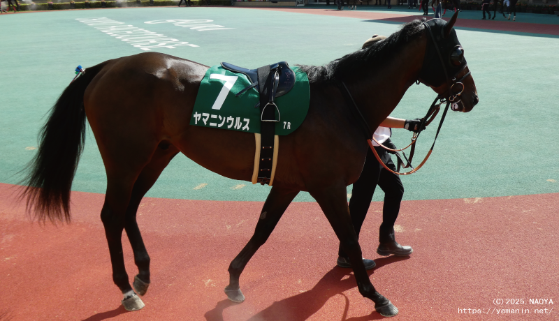 東海ステークス・パドックのヤマニンウルス