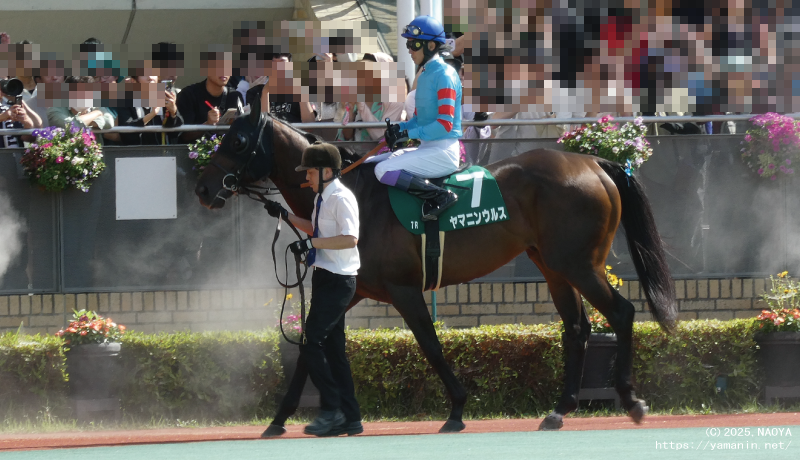 東海ステークス・パドックのヤマニンウルス