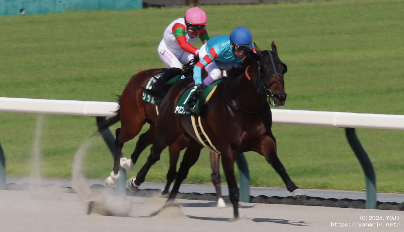 東海ステークス・ゴールに向かうヤマニンウルス