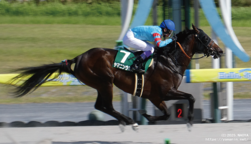 東海ステークス・ゴール前のヤマニンウルス